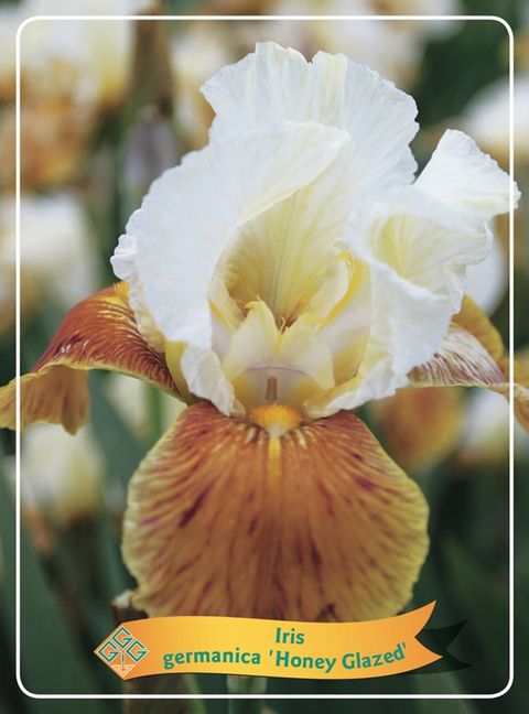 Iris 'Honey Glazed' — Plant Wholesale FlorAccess