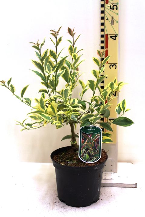 Ligustrum lucidum 'Tricolor'