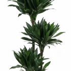 Dracaena fragrans 'Green Jewel'