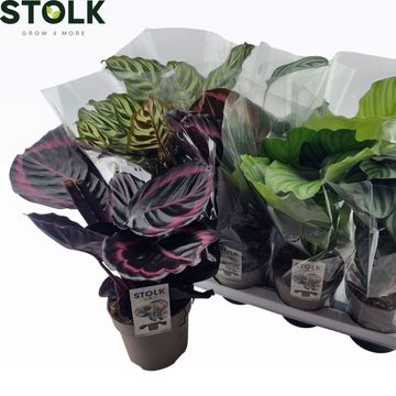 Calathea MIX