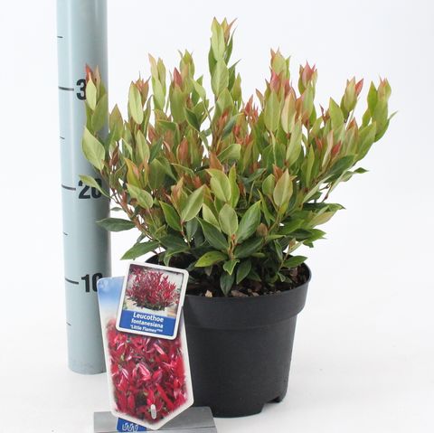 Leucothoe 'Little Flames'