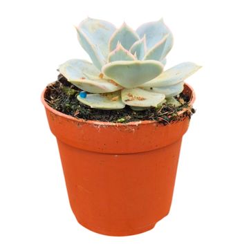 Echeveria lilacina