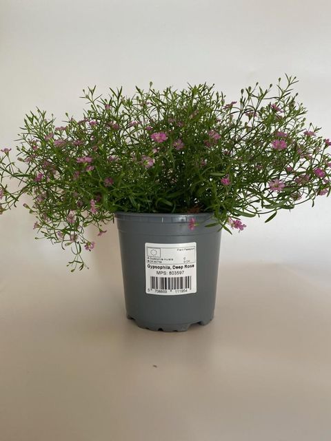 Gypsophila muralis 'Gypsy Deep Rose'