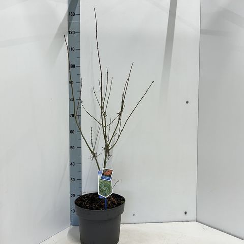 Acer palmatum 'Koto-no-ito'