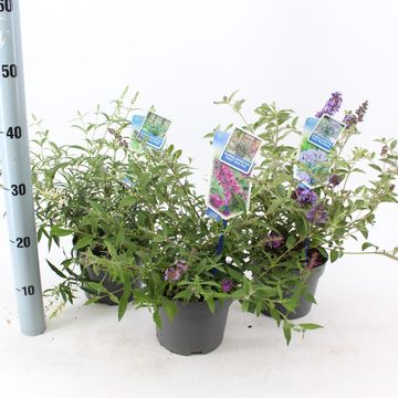 Buddleja FREE PETITE MIX