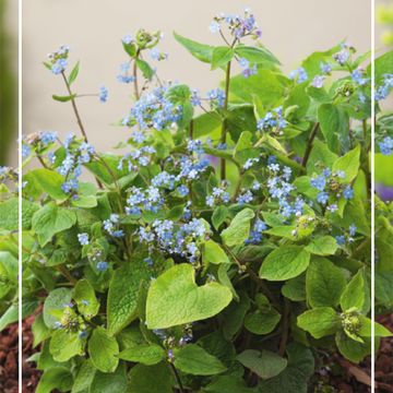 Brunnera macrophylla