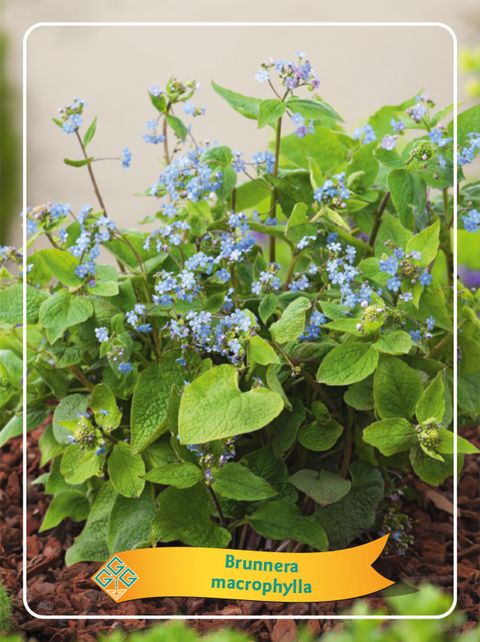 Brunnera macrophylla