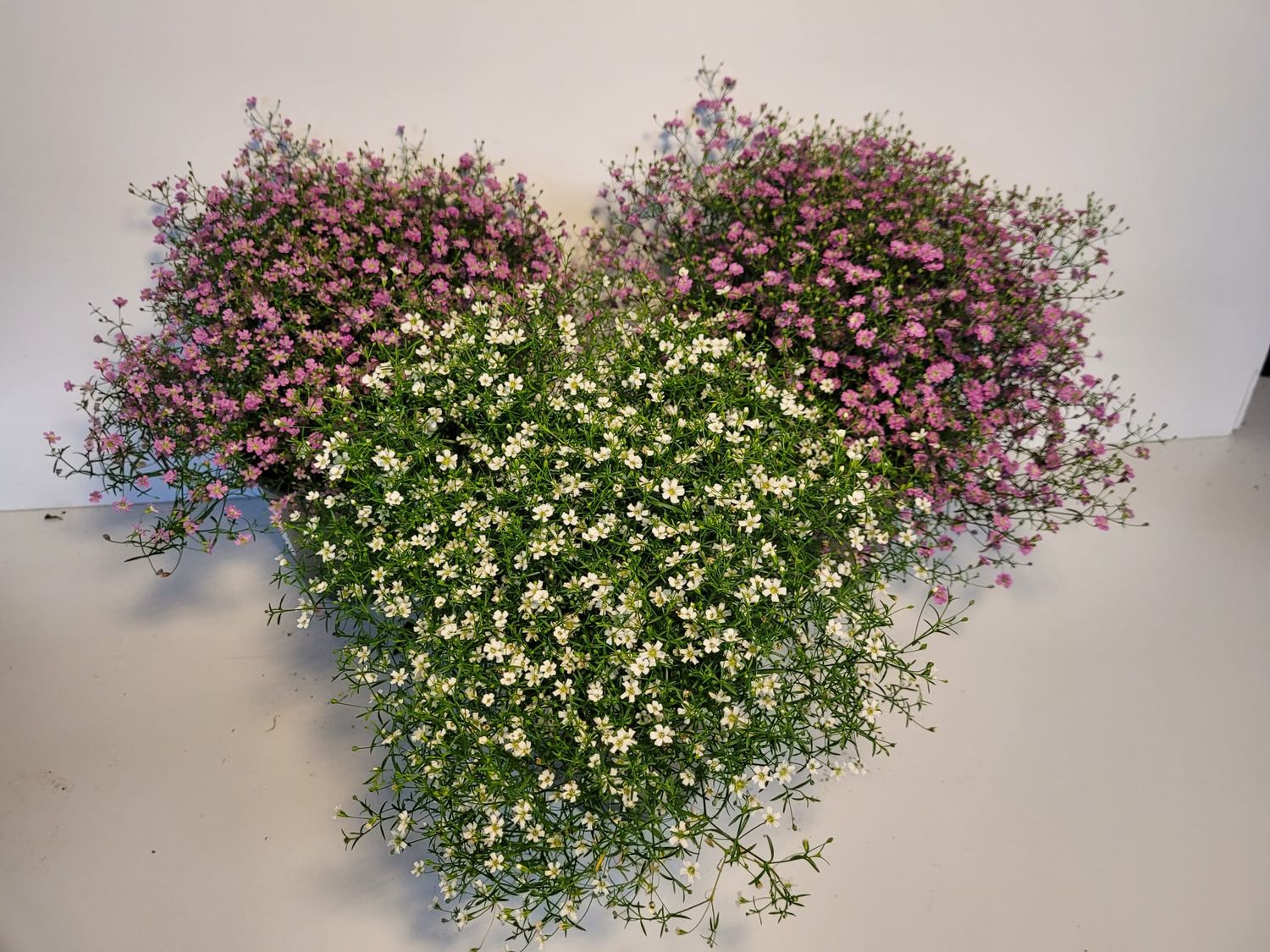 Gypsophila muralis MIX — Plant Wholesale FlorAccess