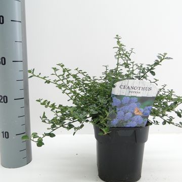 Ceanothus thyrsiflorus repens