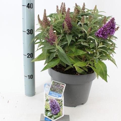 Buddleja davidii BUTTERFLY CANDY LITTLE LILA