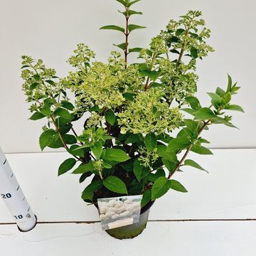 Hydrangea paniculata BOBO