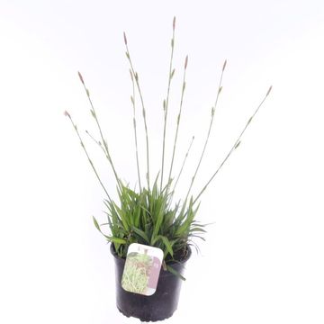Carex morrowii 'Irish Green'