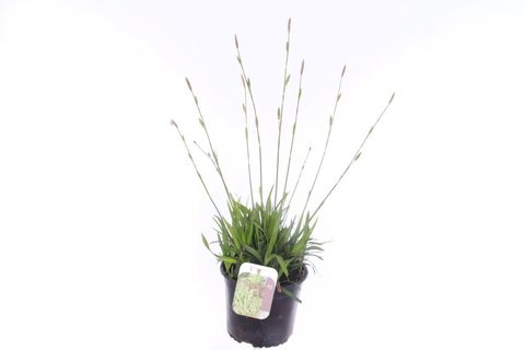 Carex morrowii 'Irish Green'