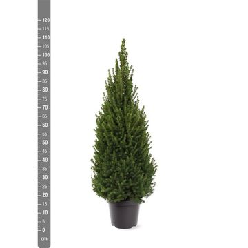 Picea glauca PERFECTA