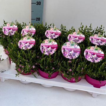 Boronia crenulata 'Pink Pearl'