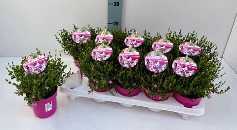 Boronia crenulata 'Pink Pearl'