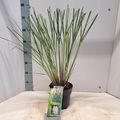 Cortaderia selloana 'Evita'