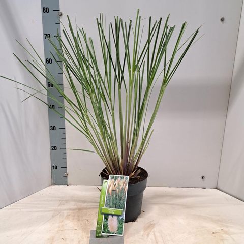 Cortaderia selloana 'Evita'