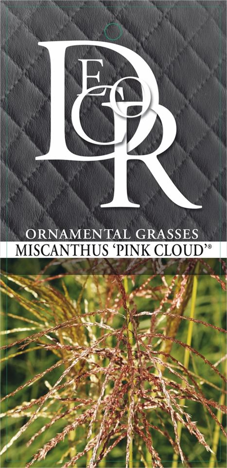 Miscanthus sinensis PINK CLOUD