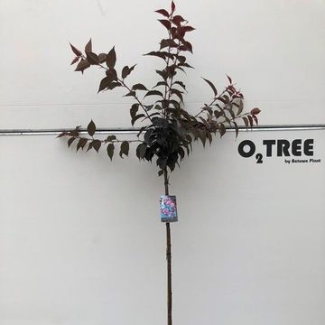 Prunus serrulata 'Royal Burgundy'