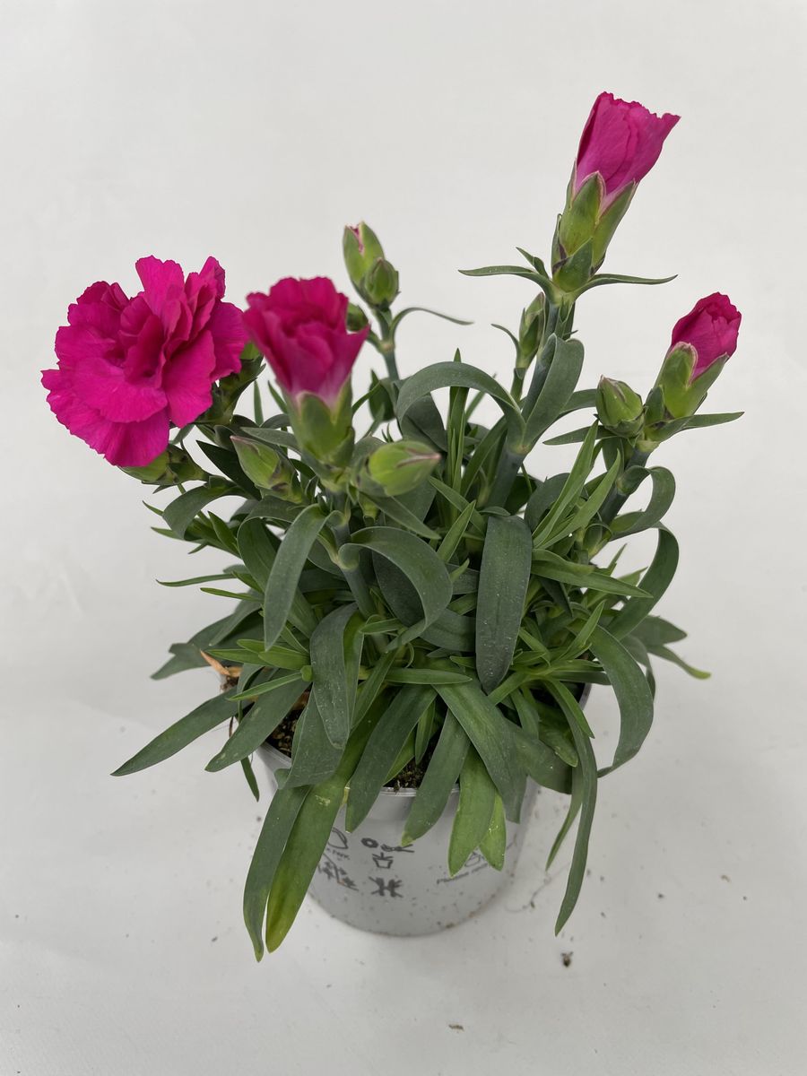 Dianthus SUPER TROUPER AMY — Plant Wholesale FlorAccess