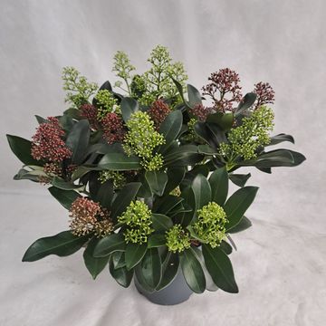 Skimmia japonica MIX IN POT