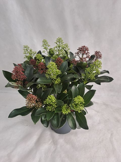 Skimmia japonica MIX IN POT