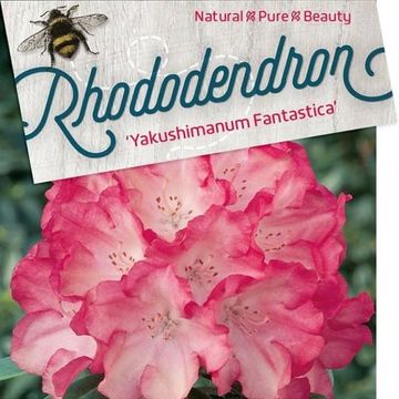 Rhododendron 'Fantastica' (Y)