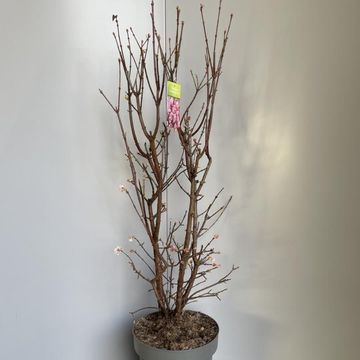 Viburnum x bodnantense 'Даун'