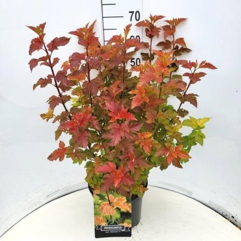 Physocarpus opulifolius AMBER JUBILEE