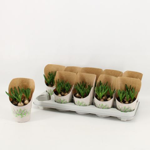 Muscari 'White Magic'