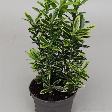 Euonymus japonicus 'Микрофиллус Ауреовариегатус'