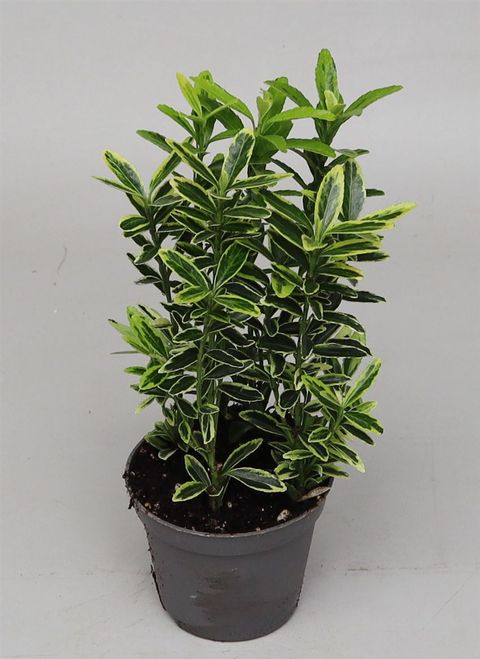 Euonymus japonicus 'Микрофиллус Ауреовариегатус'