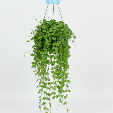 Dischidia nummularia