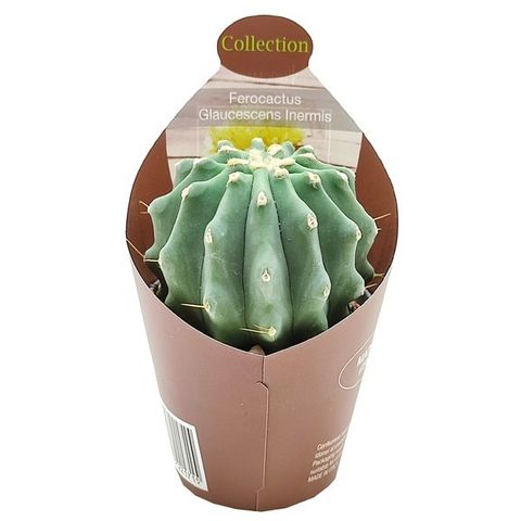 Ferocactus glaucescens inermis