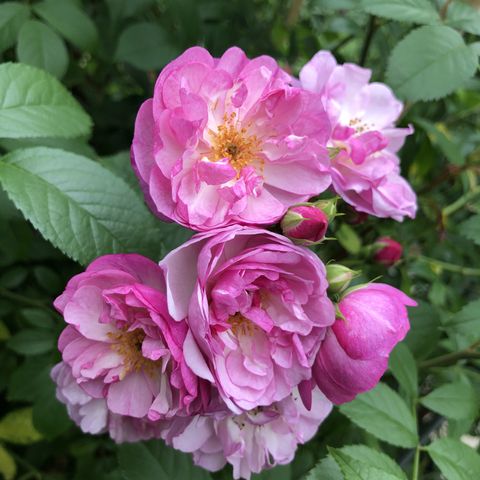 Rosa LAVENDER SILUETTA