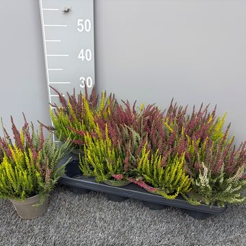Calluna vulgaris GARDEN GIRLS MIX IN POT