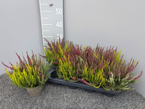 Calluna vulgaris GARDEN GIRLS MIX IN POT