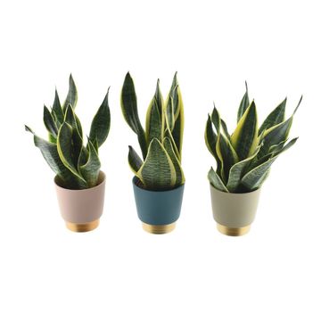 Sansevieria trifasciata 'Futura Superba'