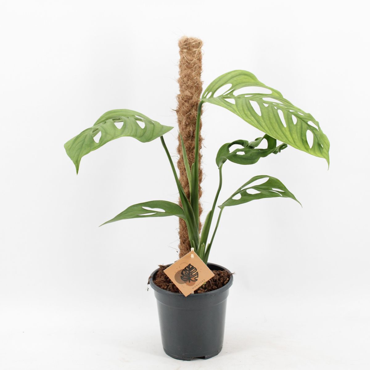 Monstera epipremnoides 'Esqueleto'  Pflanzengrohandel FlorAccess