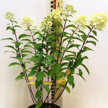 Hydrangea paniculata 'Grandiflora'