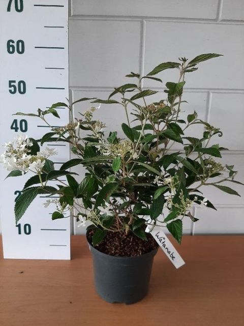 Viburnum plicatum 'Watanabe'