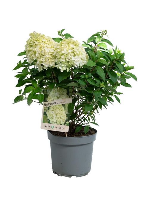 Hydrangea paniculata BOBO