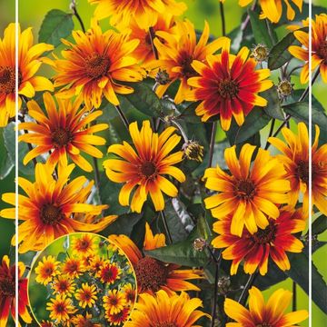 Heliopsis helianthoides 'Burning Hearts'