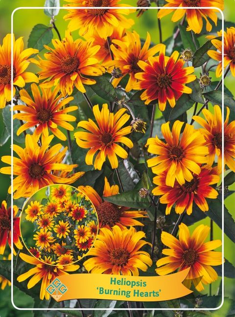 Heliopsis helianthoides 'Burning Hearts'