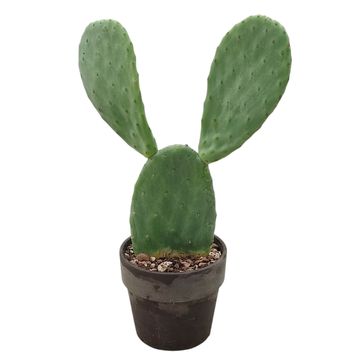 Opuntia ficus-indica