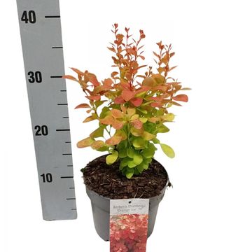 Berberis thunbergii 'Orange Ice'