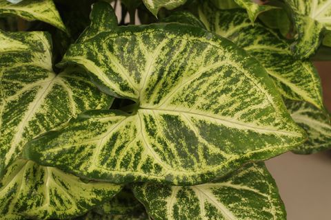 Syngonium 'Arrow'