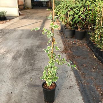 Hedera helix 'Goldchild'