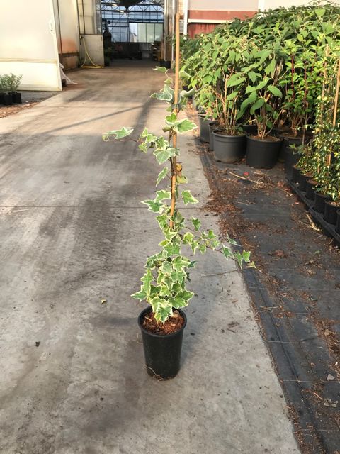 Hedera helix 'Goldchild'